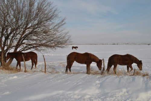 https://flic.kr/p/kA2cfn "Snow in February," courtesy of Barbara