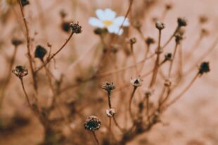 4 Types of Cognitive Distortions and How to Find Support 2