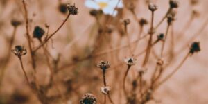 4 Types of Cognitive Distortions and How to Find Support 3