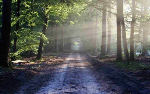 header-image