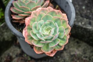 Avoiding Toxic Positivity in Grief 1