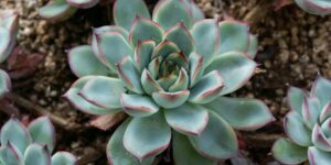 Combating the Perception of Christian Persecution and Mental Health Awareness 3