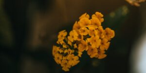 Christian Family Counseling During a Crisis 2